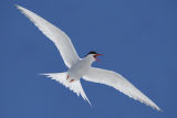 South American Terns